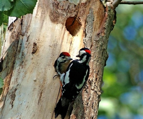 Woodpecker and Chick